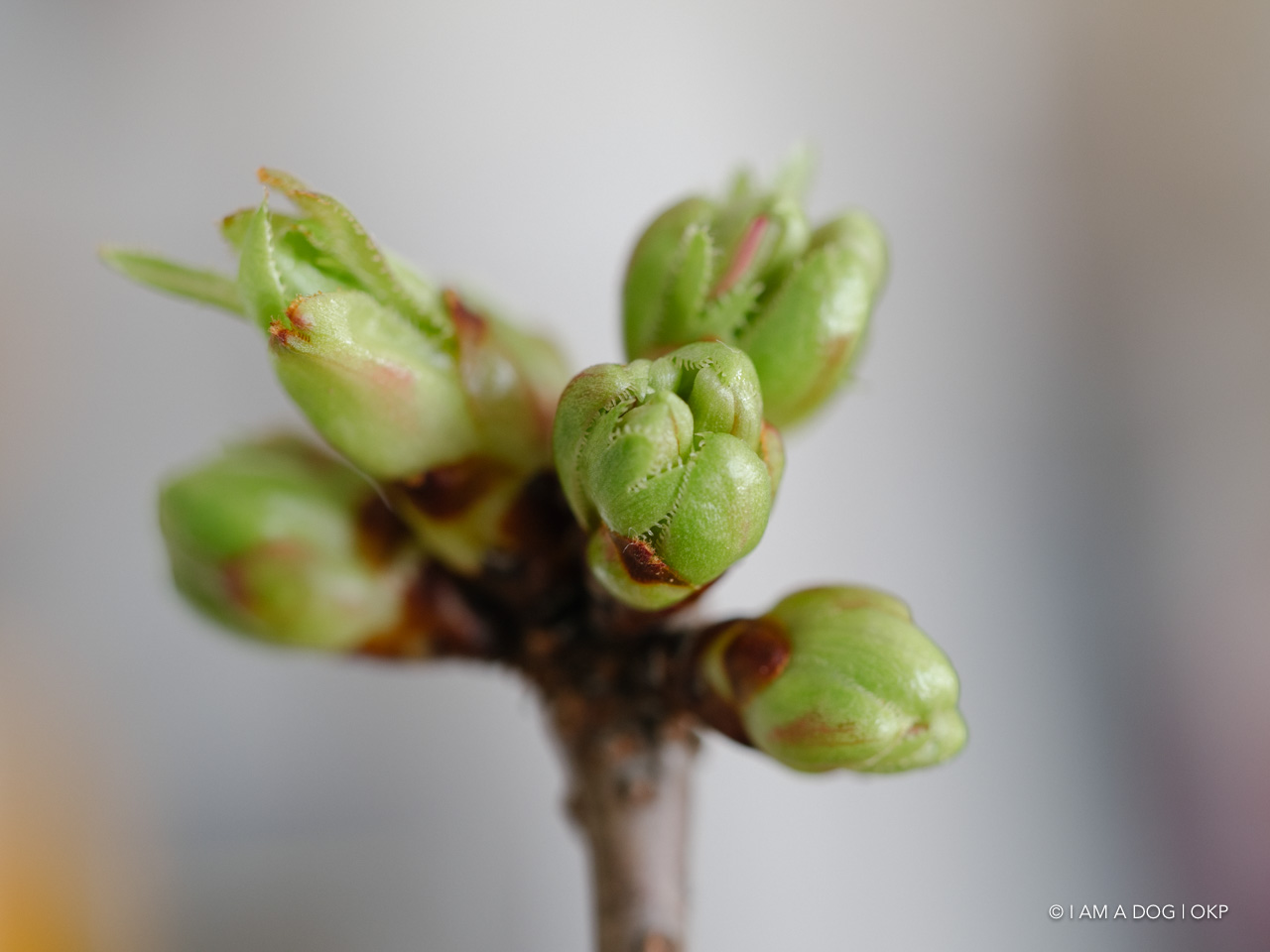 f:id:OKP:20200402174926j:plain