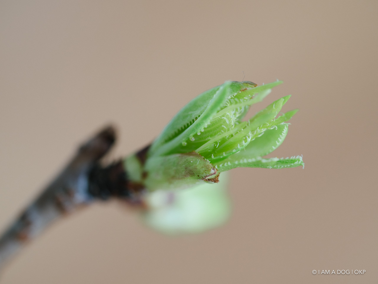 f:id:OKP:20200402174931j:plain