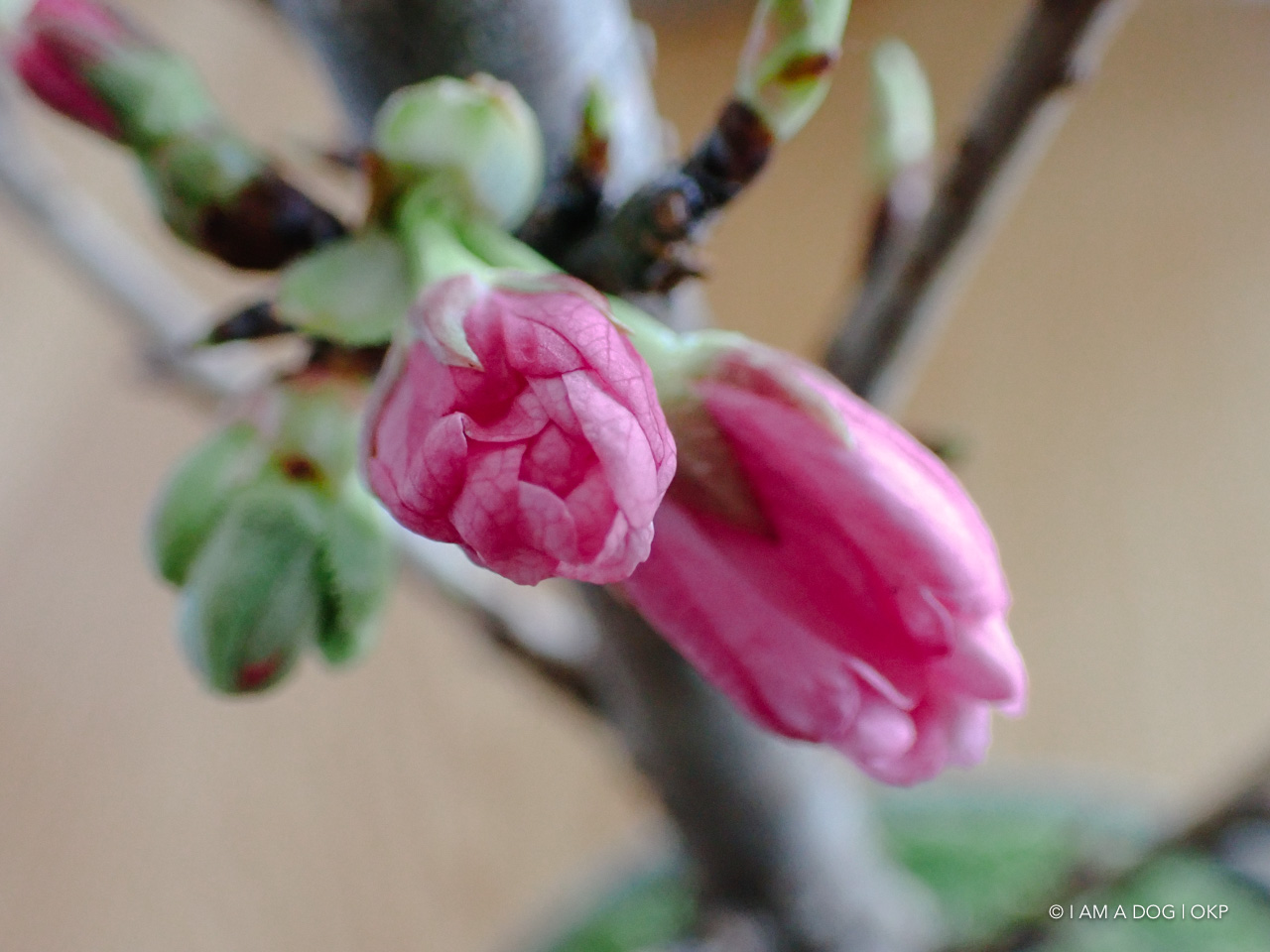 f:id:OKP:20200402174937j:plain