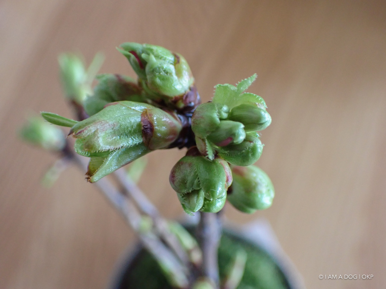 f:id:OKP:20200402174941j:plain