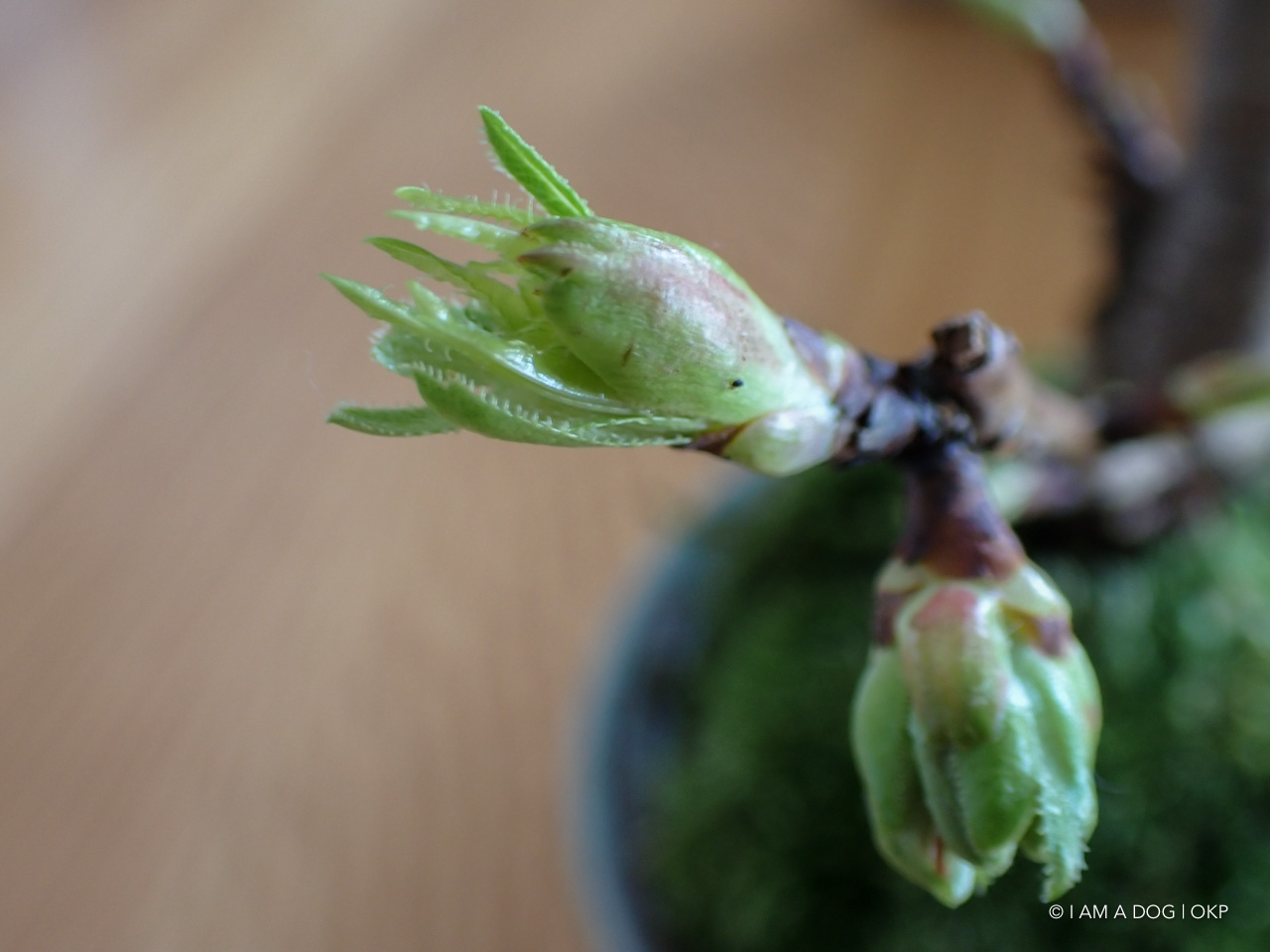 f:id:OKP:20200402174946j:plain