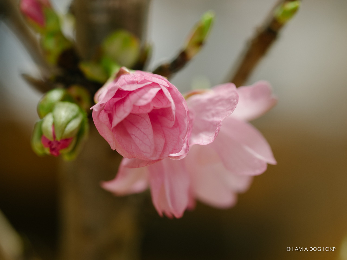 f:id:OKP:20200402230744j:plain