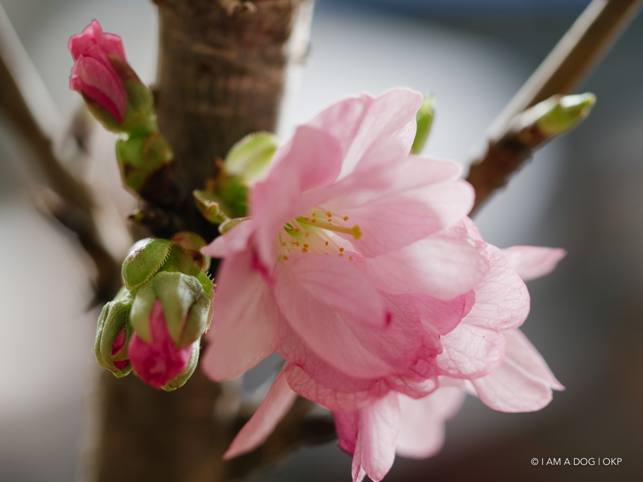 f:id:OKP:20200405125002j:plain