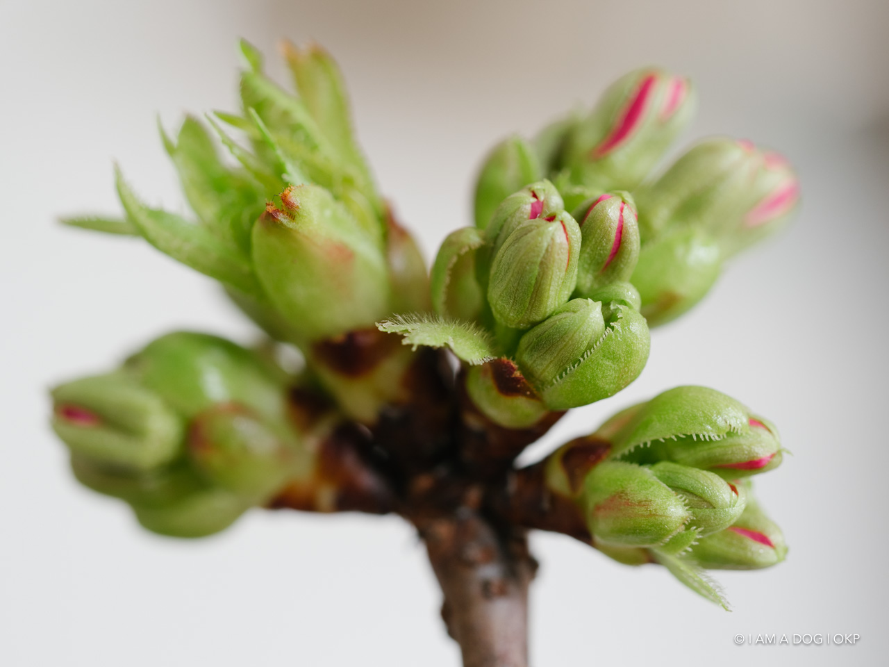 f:id:OKP:20200405125011j:plain