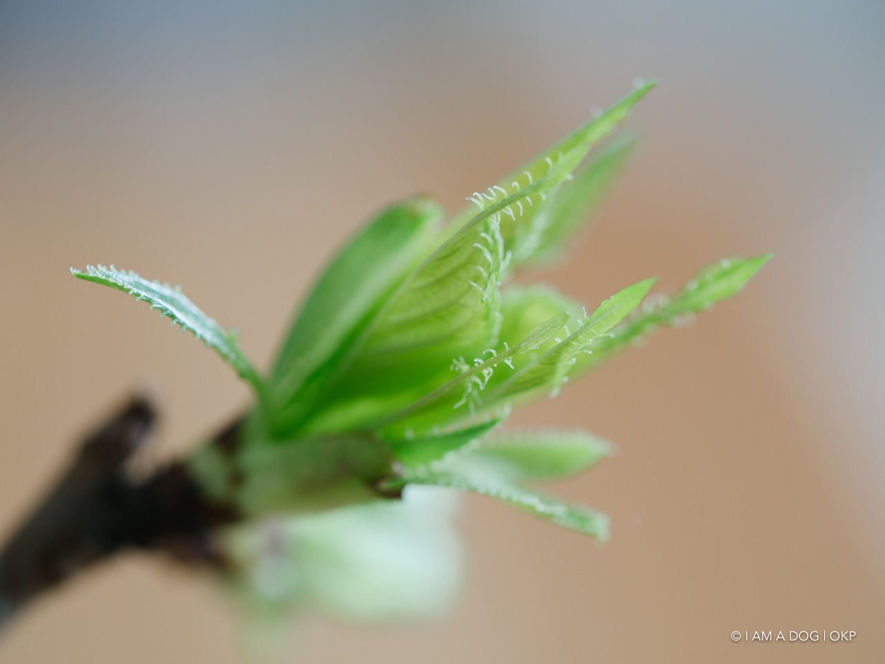 f:id:OKP:20200405125015j:plain