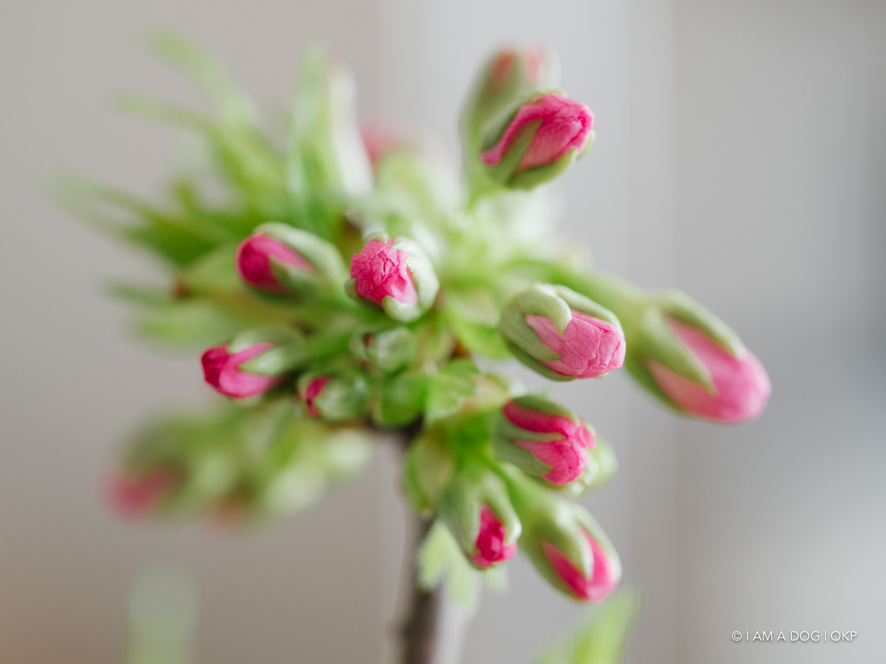 f:id:OKP:20200405125030j:plain