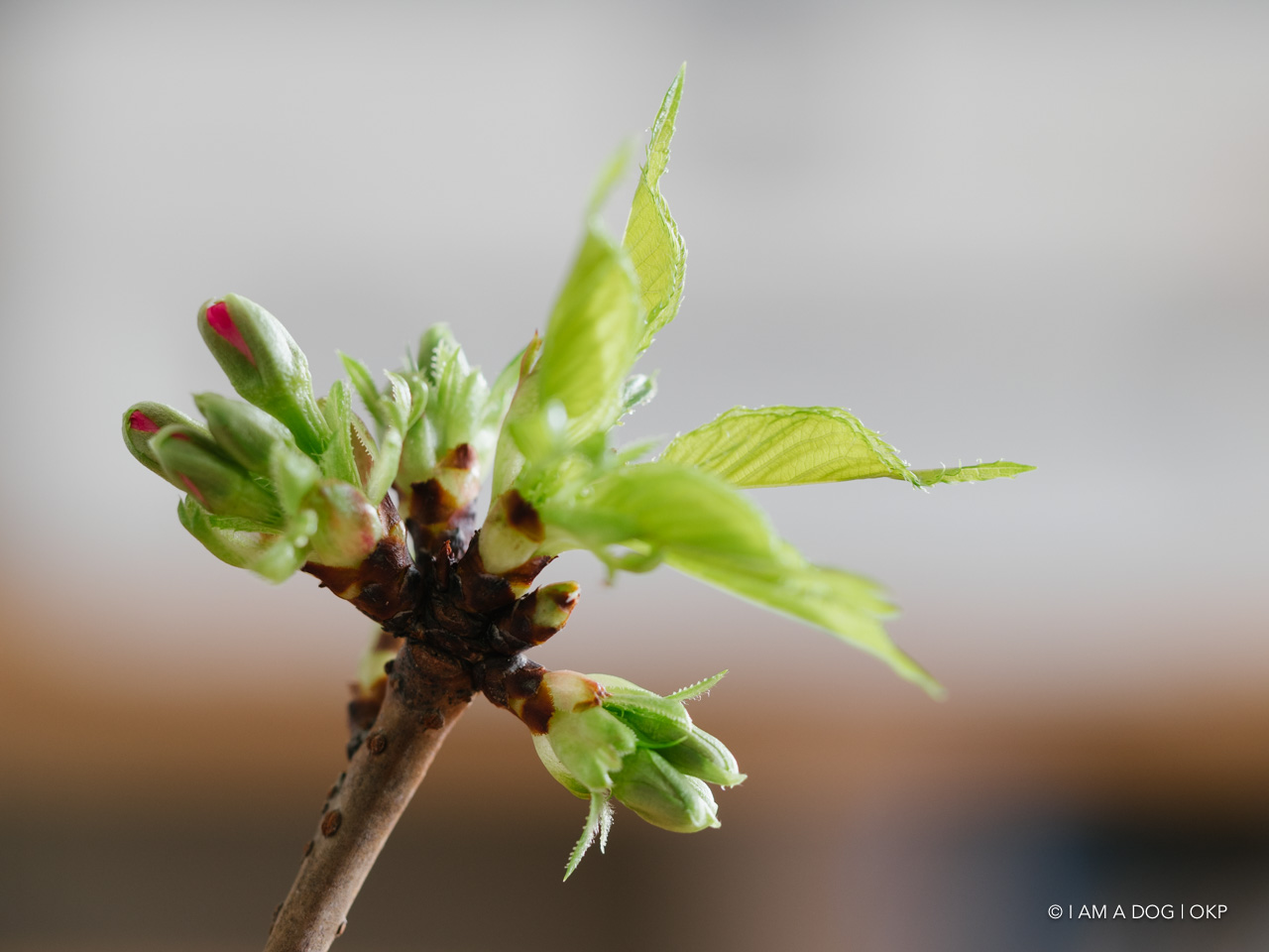 f:id:OKP:20200405125038j:plain