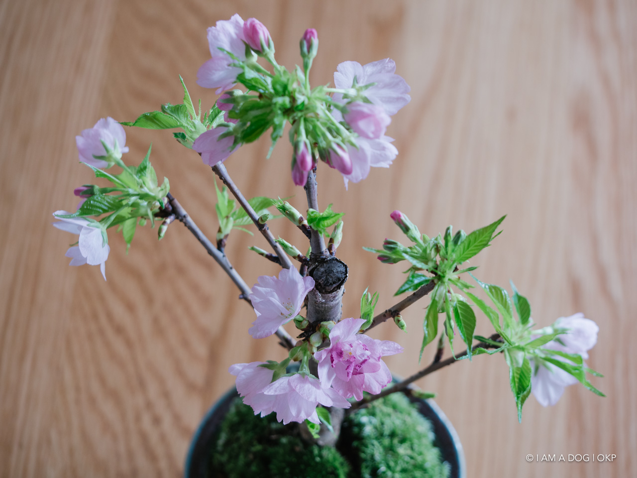 f:id:OKP:20200405141619j:plain