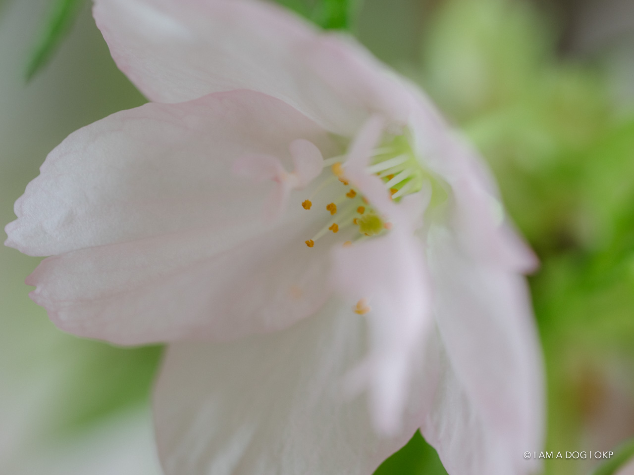 f:id:OKP:20200405171004j:plain