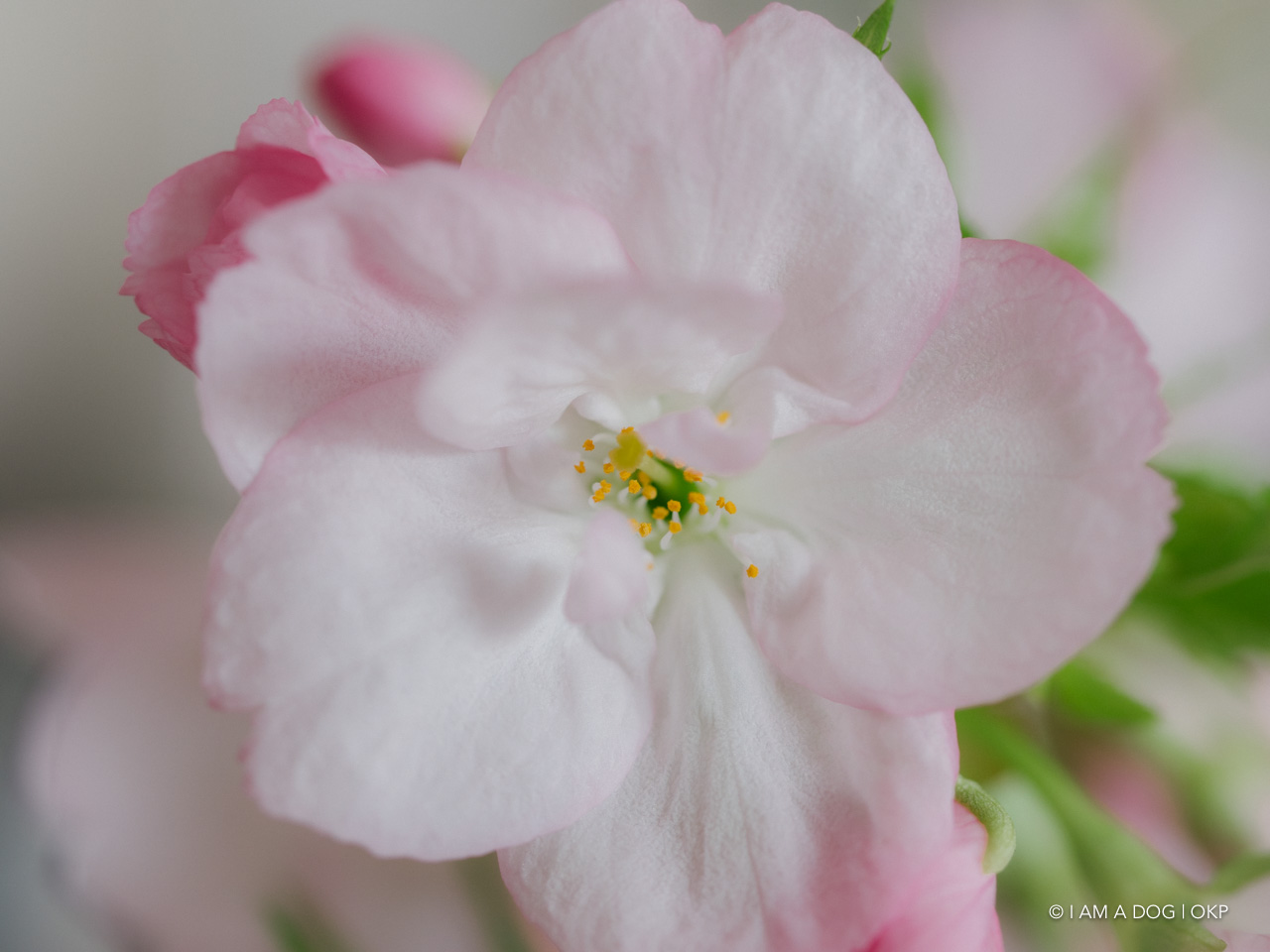 f:id:OKP:20200405171012j:plain