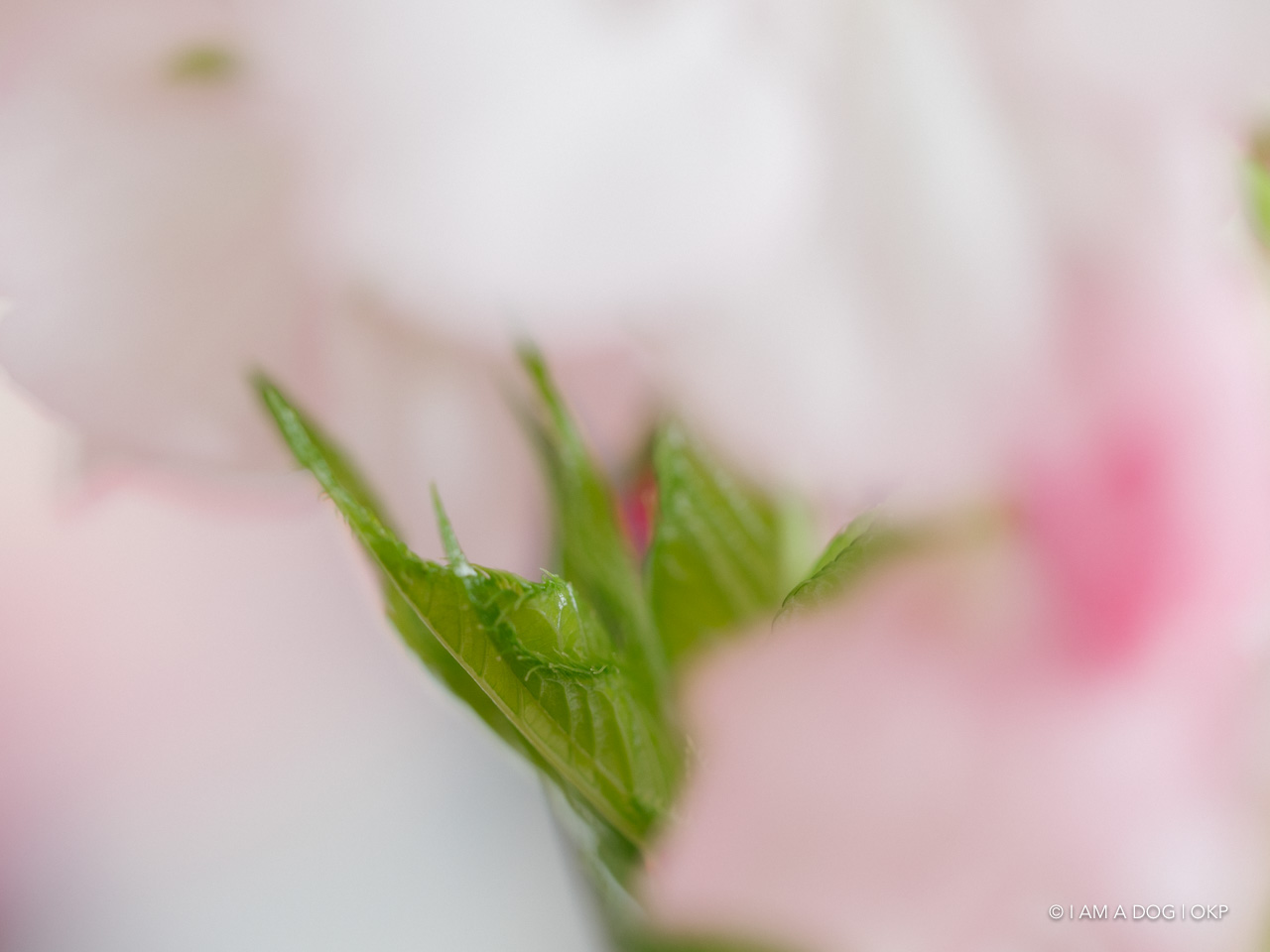 f:id:OKP:20200405171045j:plain