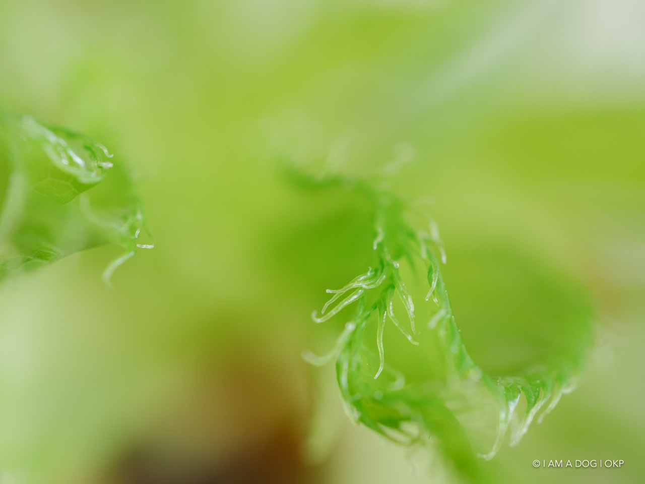 f:id:OKP:20200405171058j:plain