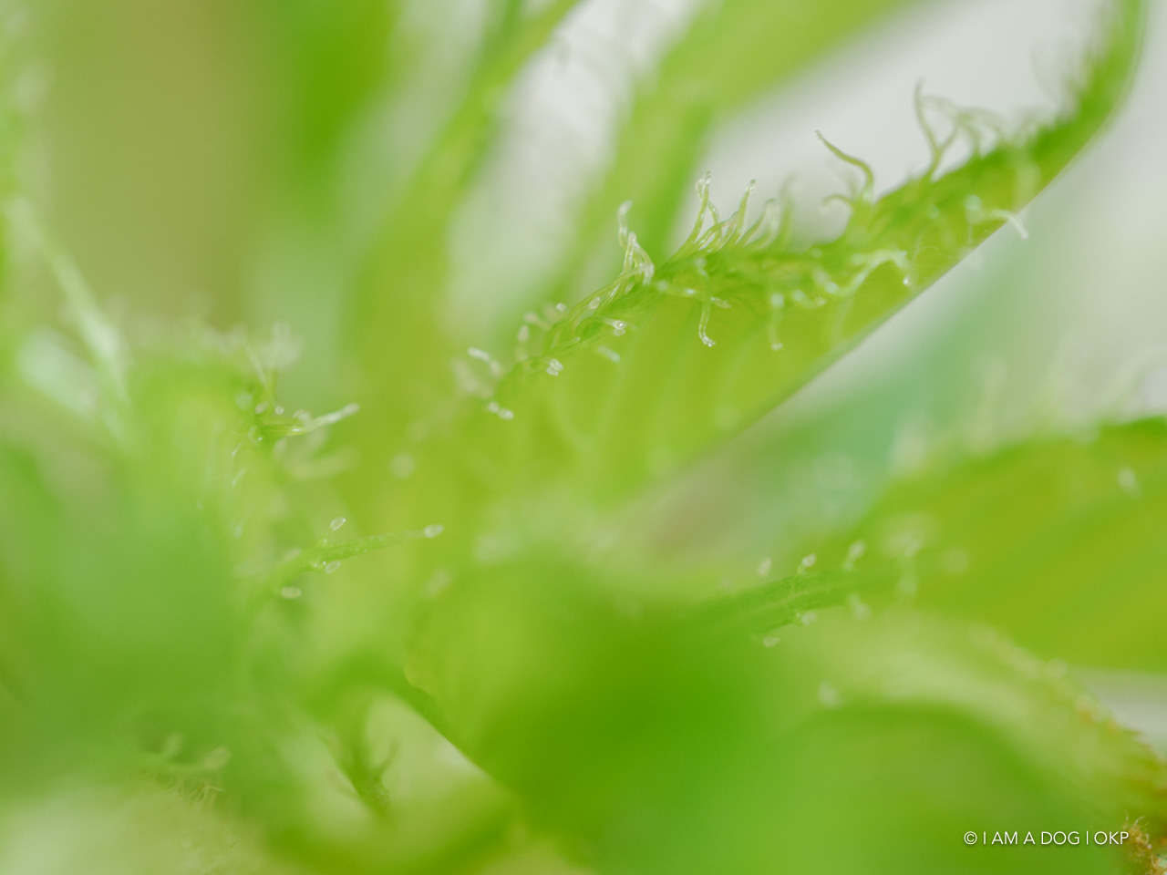 f:id:OKP:20200405171104j:plain