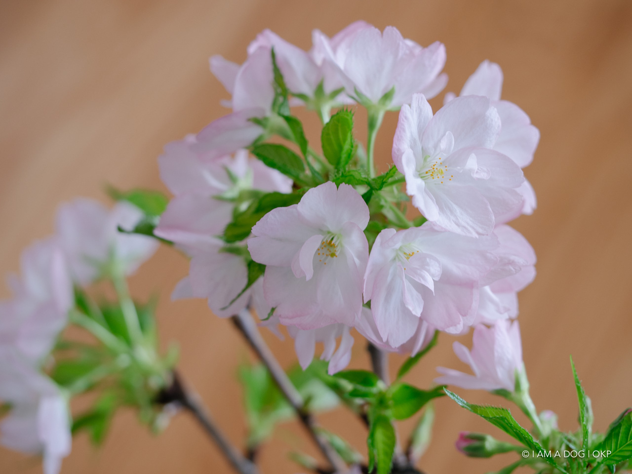 f:id:OKP:20200409154934j:plain