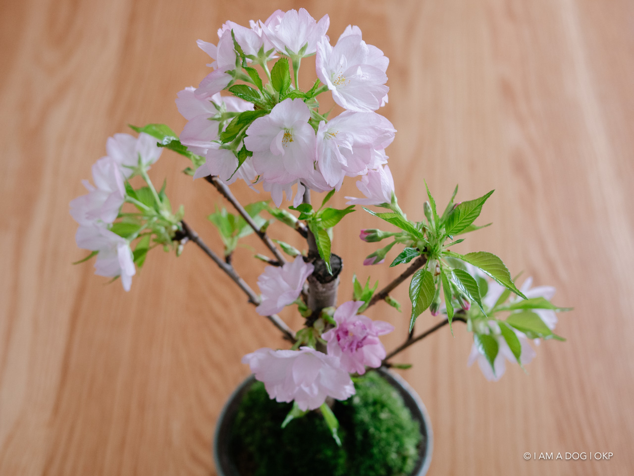 f:id:OKP:20200409154940j:plain