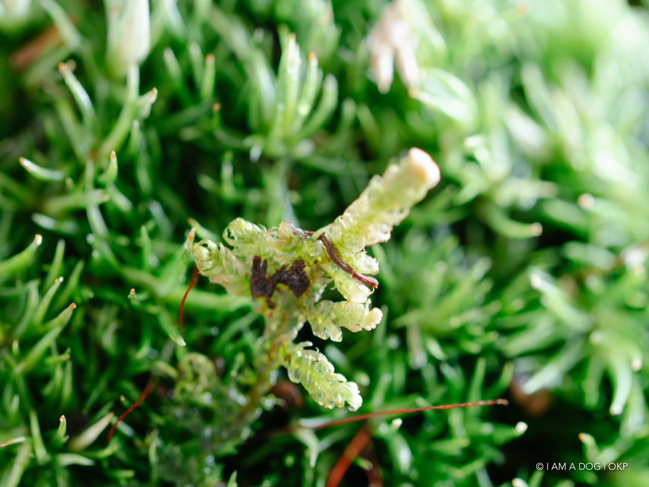 f:id:OKP:20200409155007j:plain