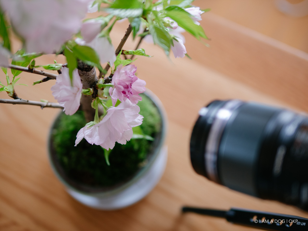 f:id:OKP:20200409155032j:plain