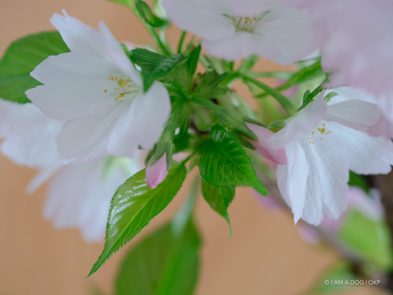 f:id:OKP:20200409155038j:plain