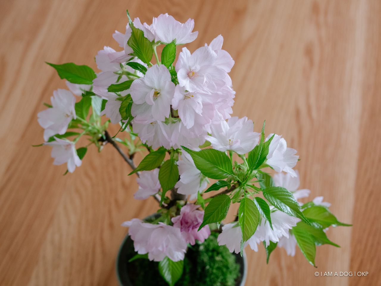 f:id:OKP:20200409155044j:plain