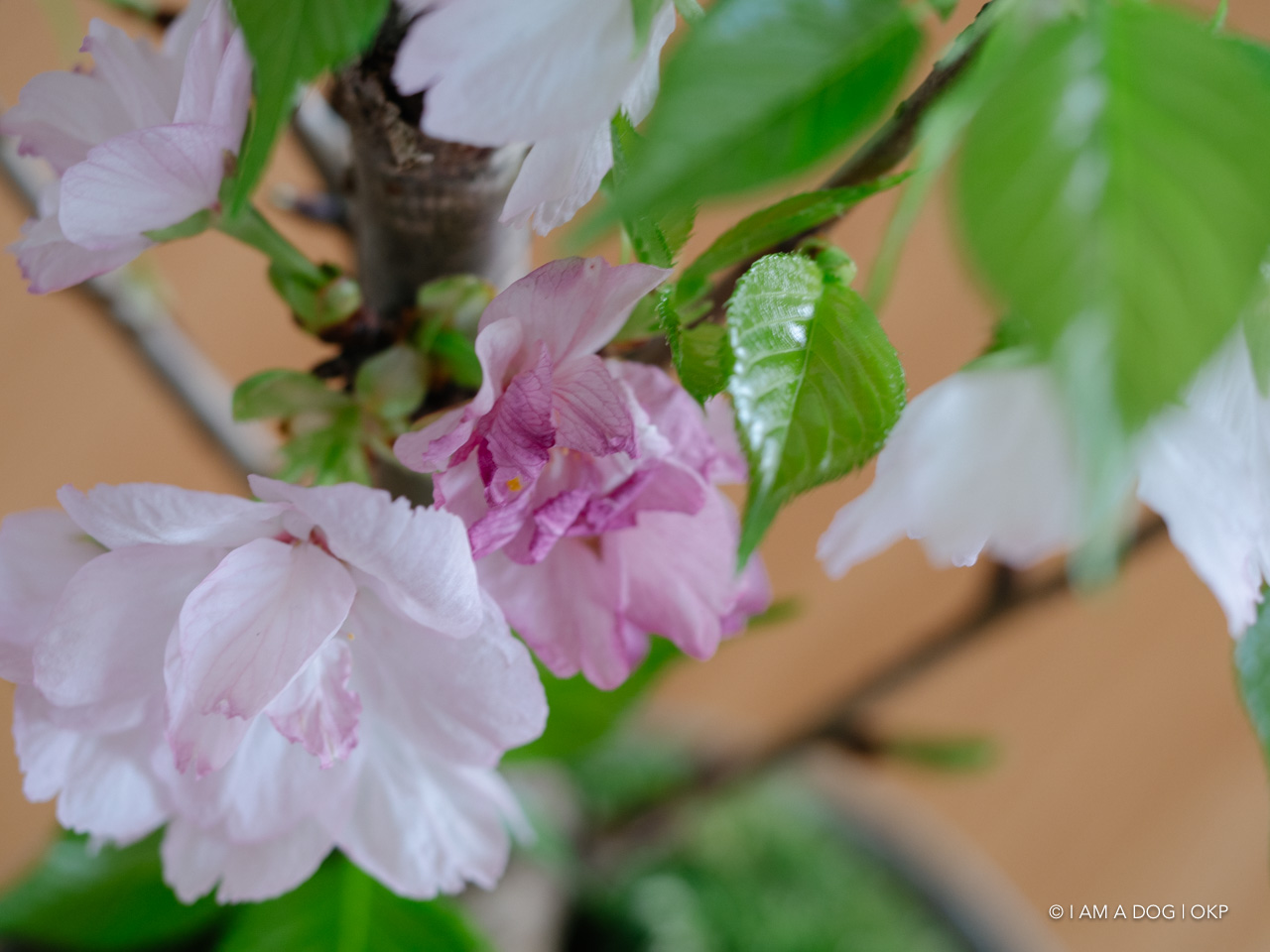 f:id:OKP:20200409155050j:plain