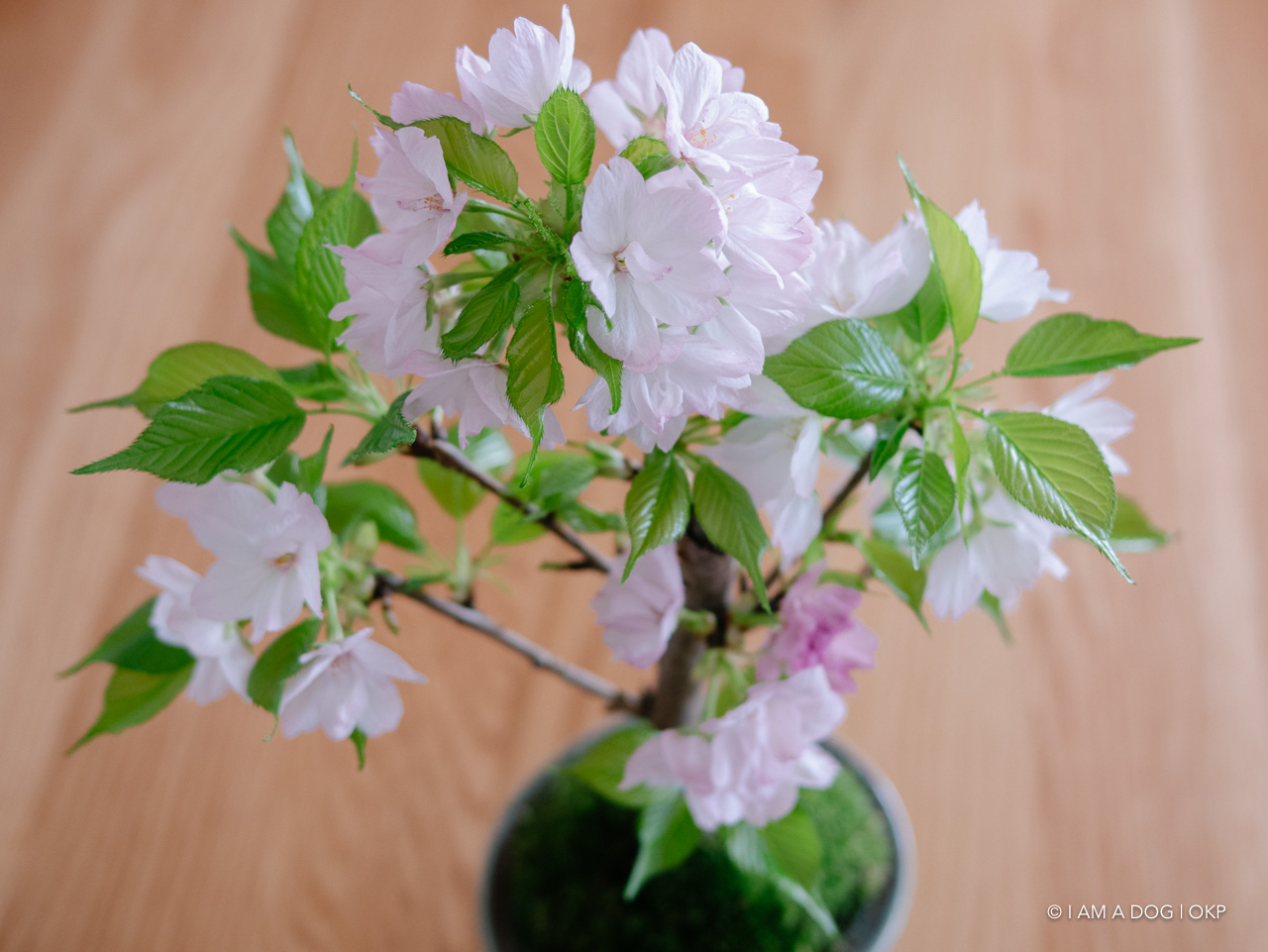 f:id:OKP:20200409155057j:plain