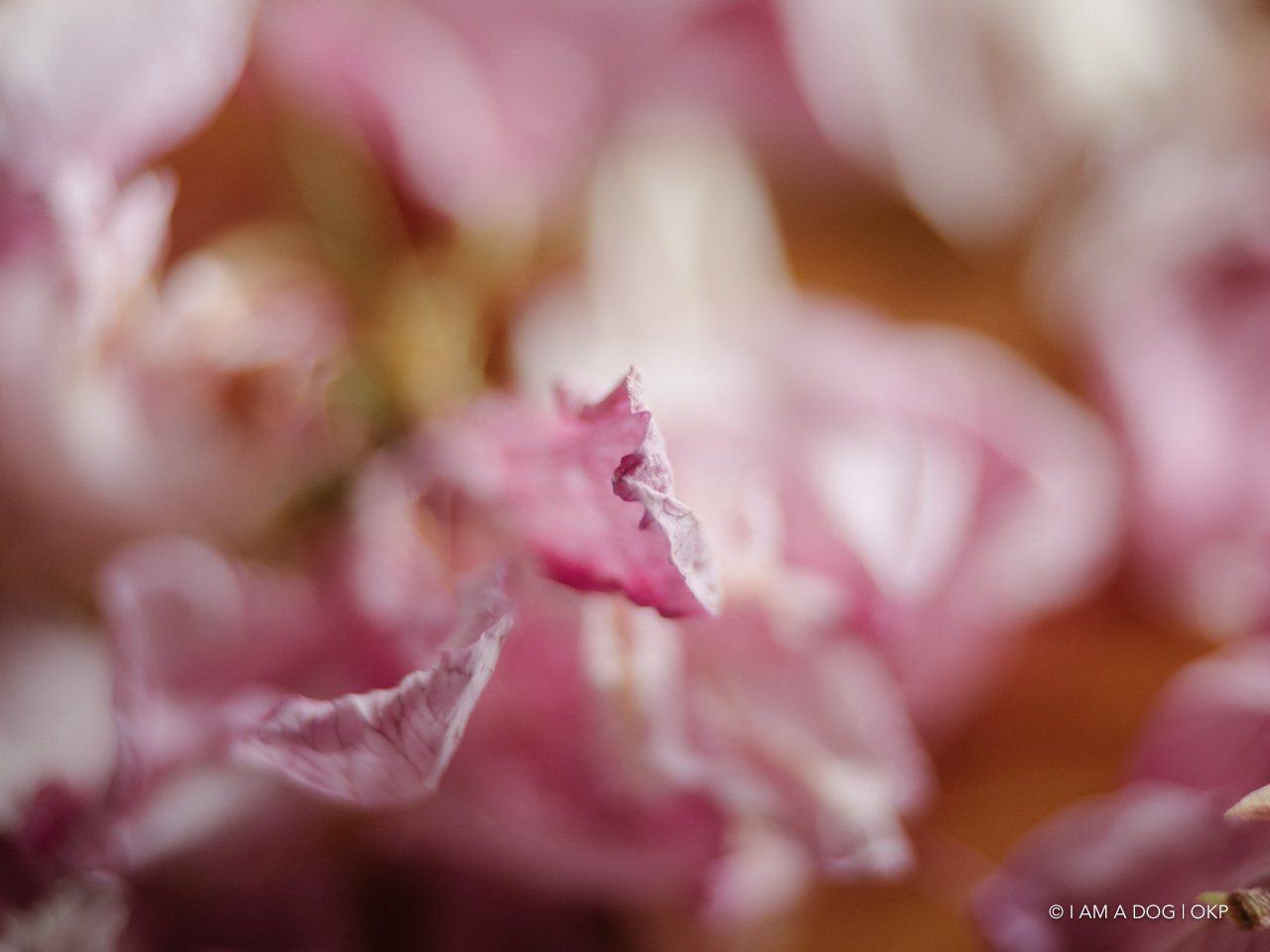 f:id:OKP:20200420101031j:plain