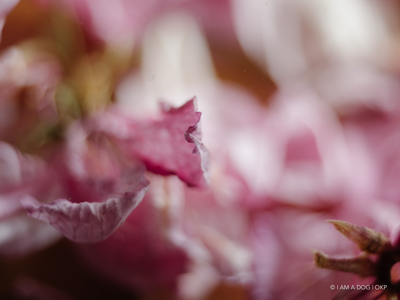 f:id:OKP:20200420101805j:plain