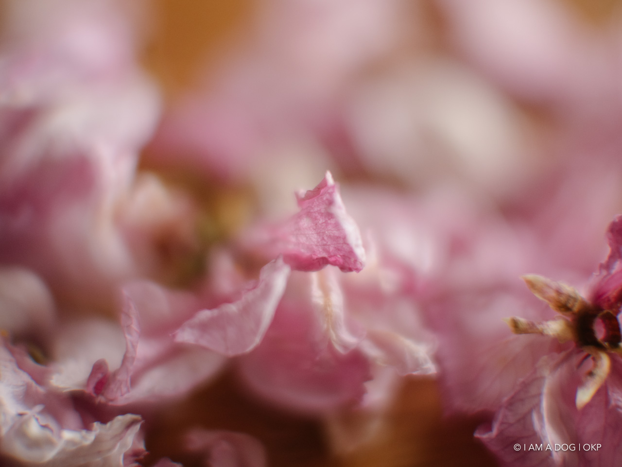 f:id:OKP:20200420101818j:plain