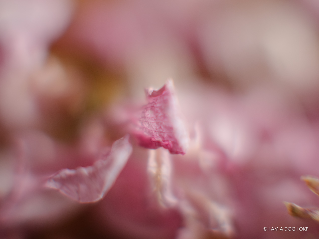 f:id:OKP:20200420101829j:plain