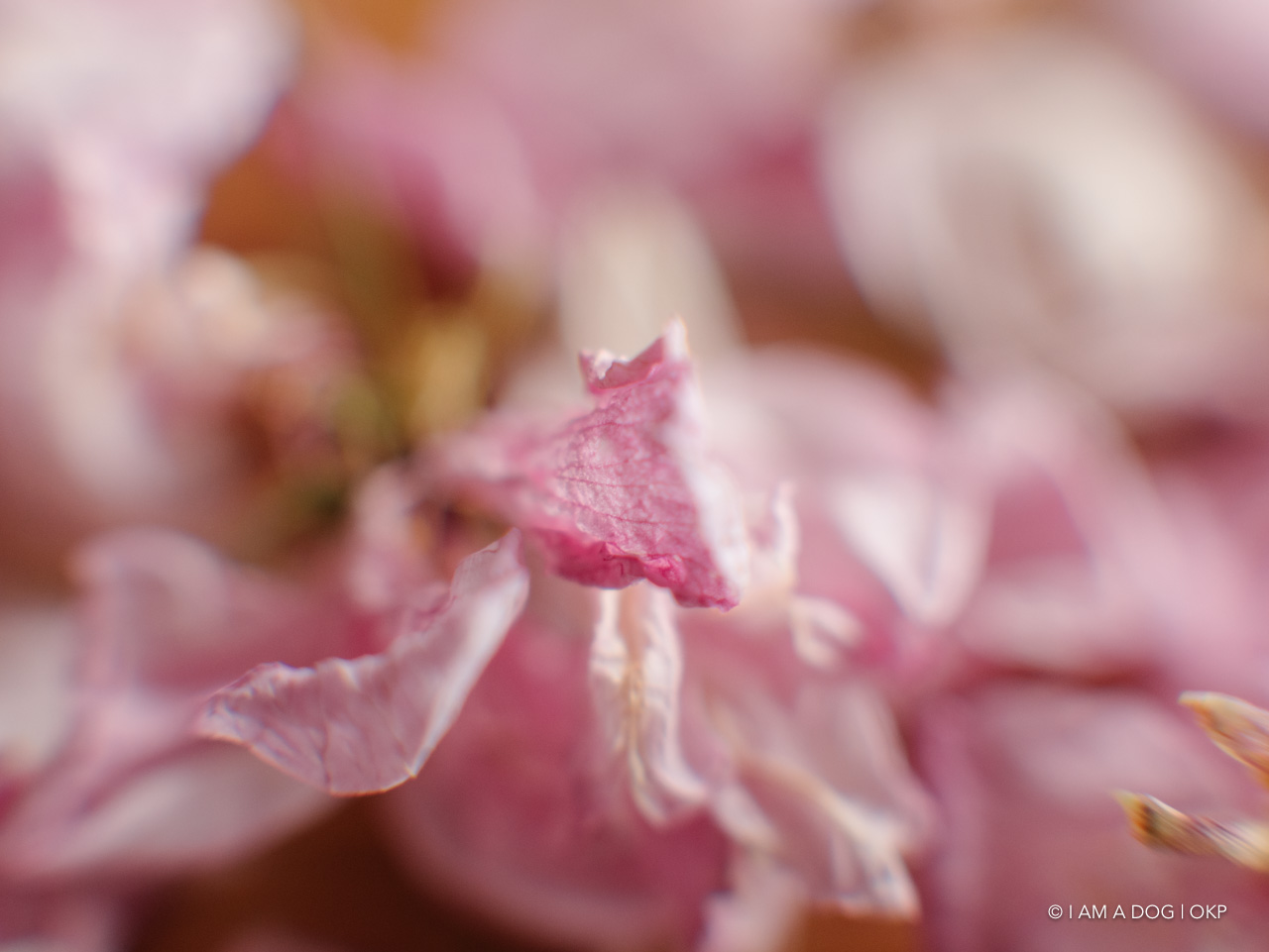 f:id:OKP:20200420101839j:plain