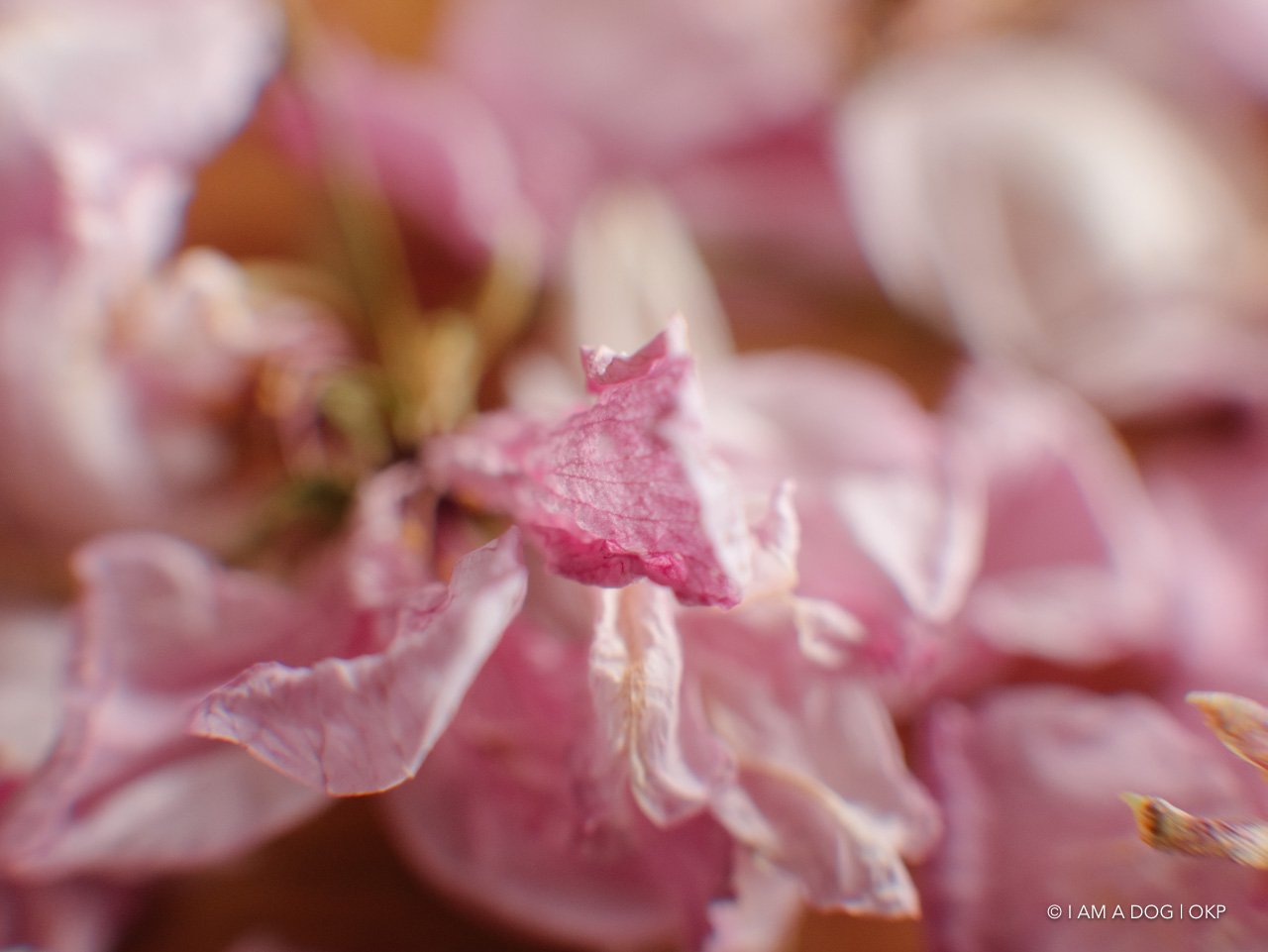 f:id:OKP:20200420101843j:plain