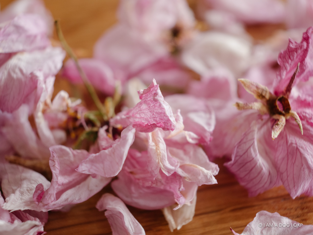 f:id:OKP:20200420101905j:plain