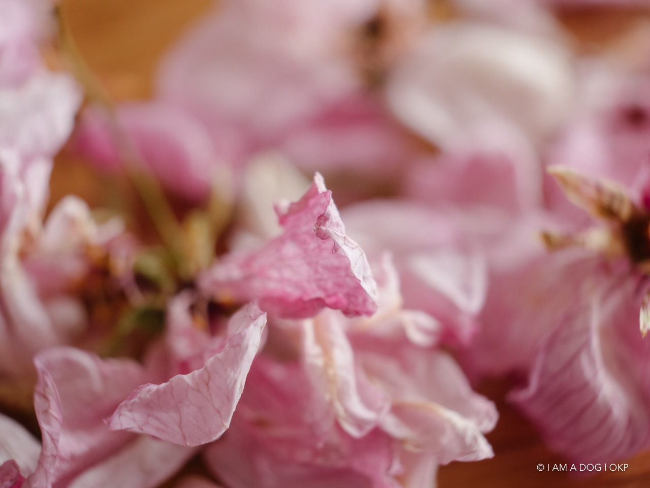 f:id:OKP:20200420101912j:plain