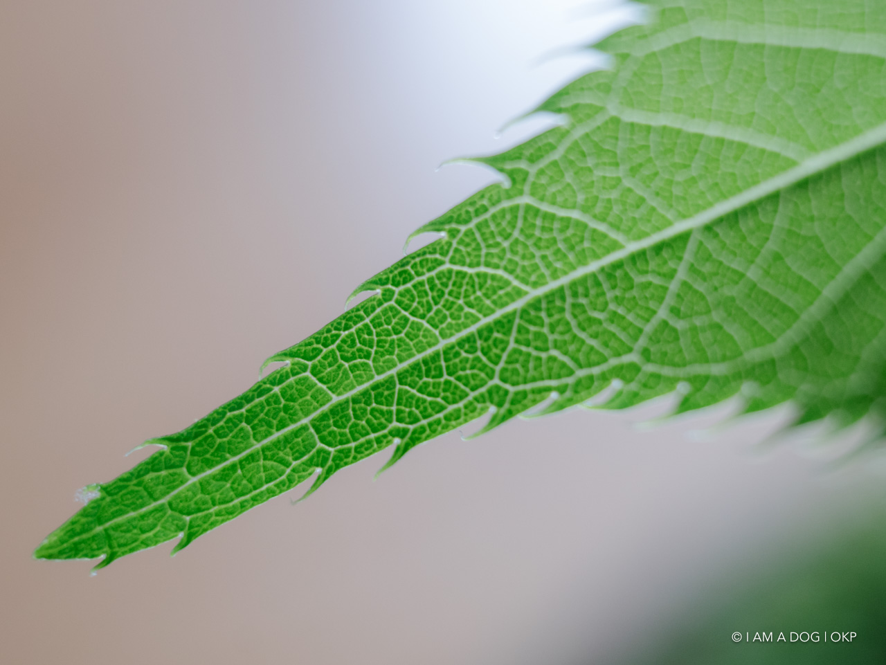 f:id:OKP:20200420101934j:plain