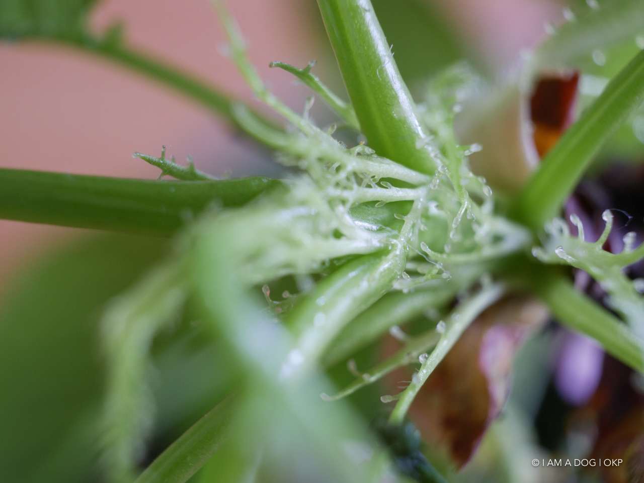 f:id:OKP:20200420101943j:plain