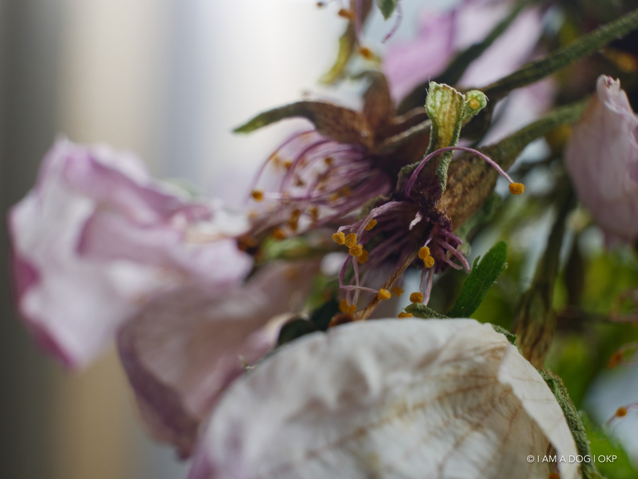 f:id:OKP:20200420165131j:plain