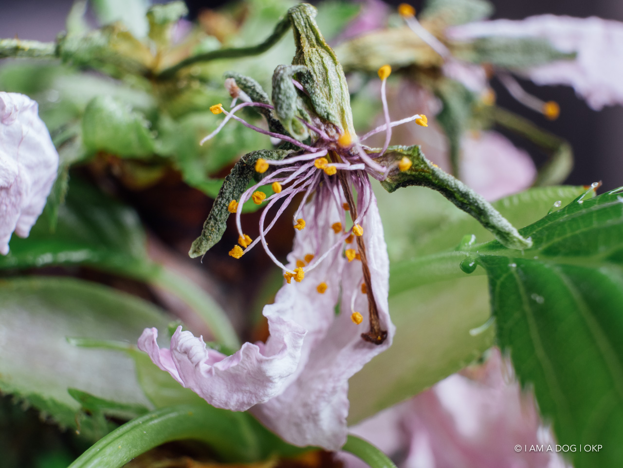 f:id:OKP:20200420165138j:plain