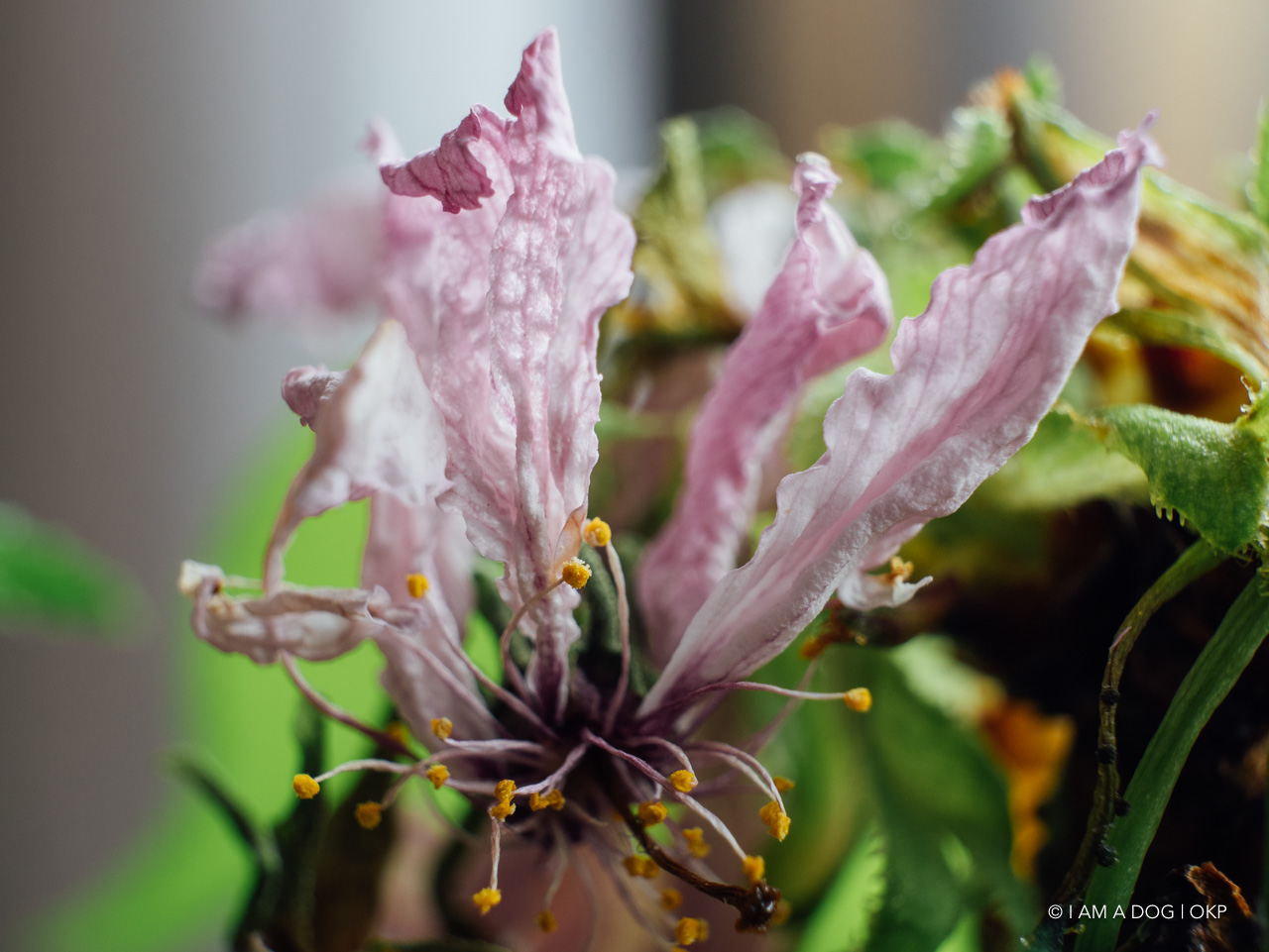 f:id:OKP:20200420165150j:plain