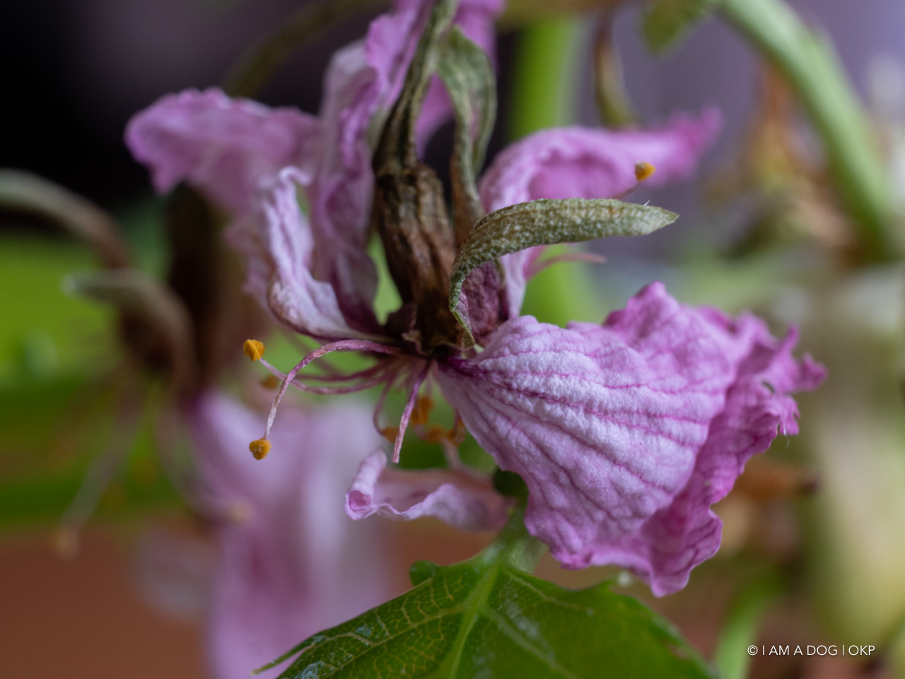 f:id:OKP:20200420165202j:plain