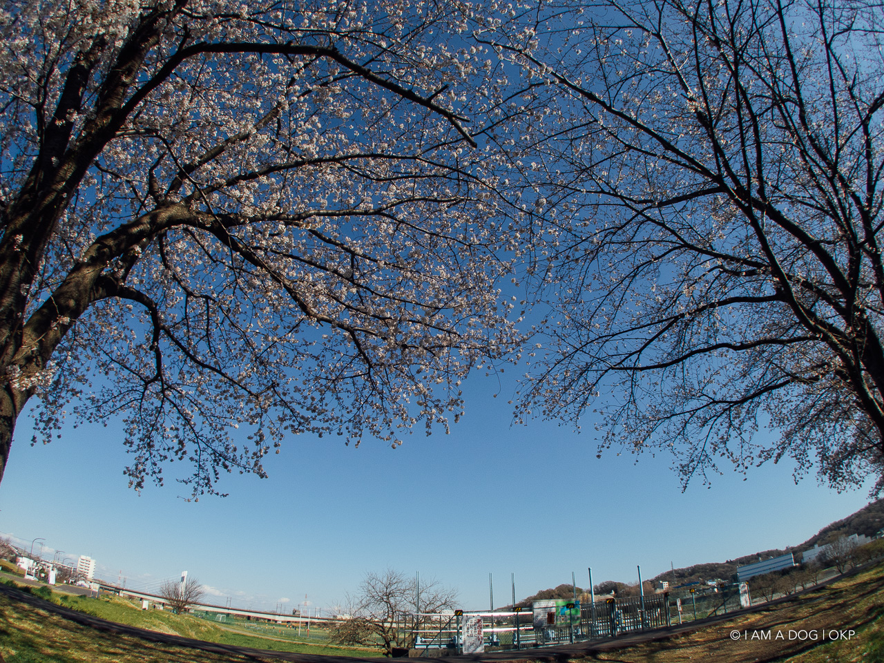 f:id:OKP:20200422221422j:plain