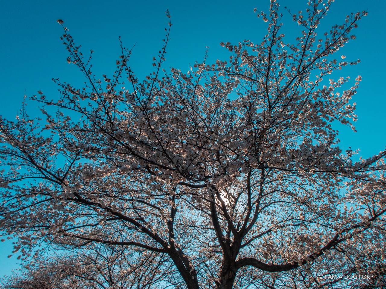 f:id:OKP:20200427172102j:plain