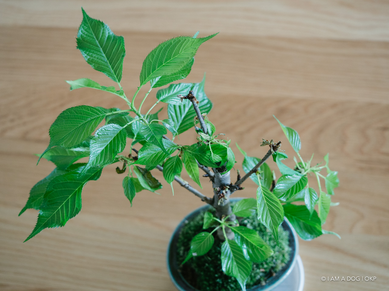 f:id:OKP:20200427173913j:plain