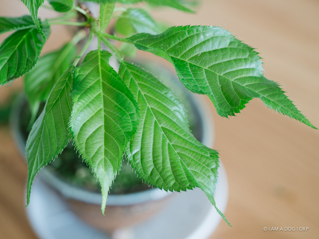 f:id:OKP:20200427174007j:plain