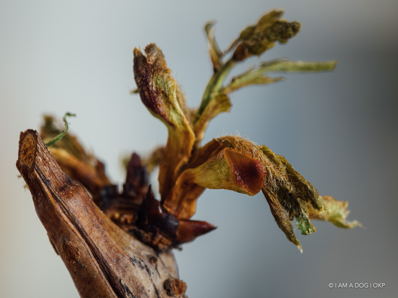 f:id:OKP:20200427174019j:plain