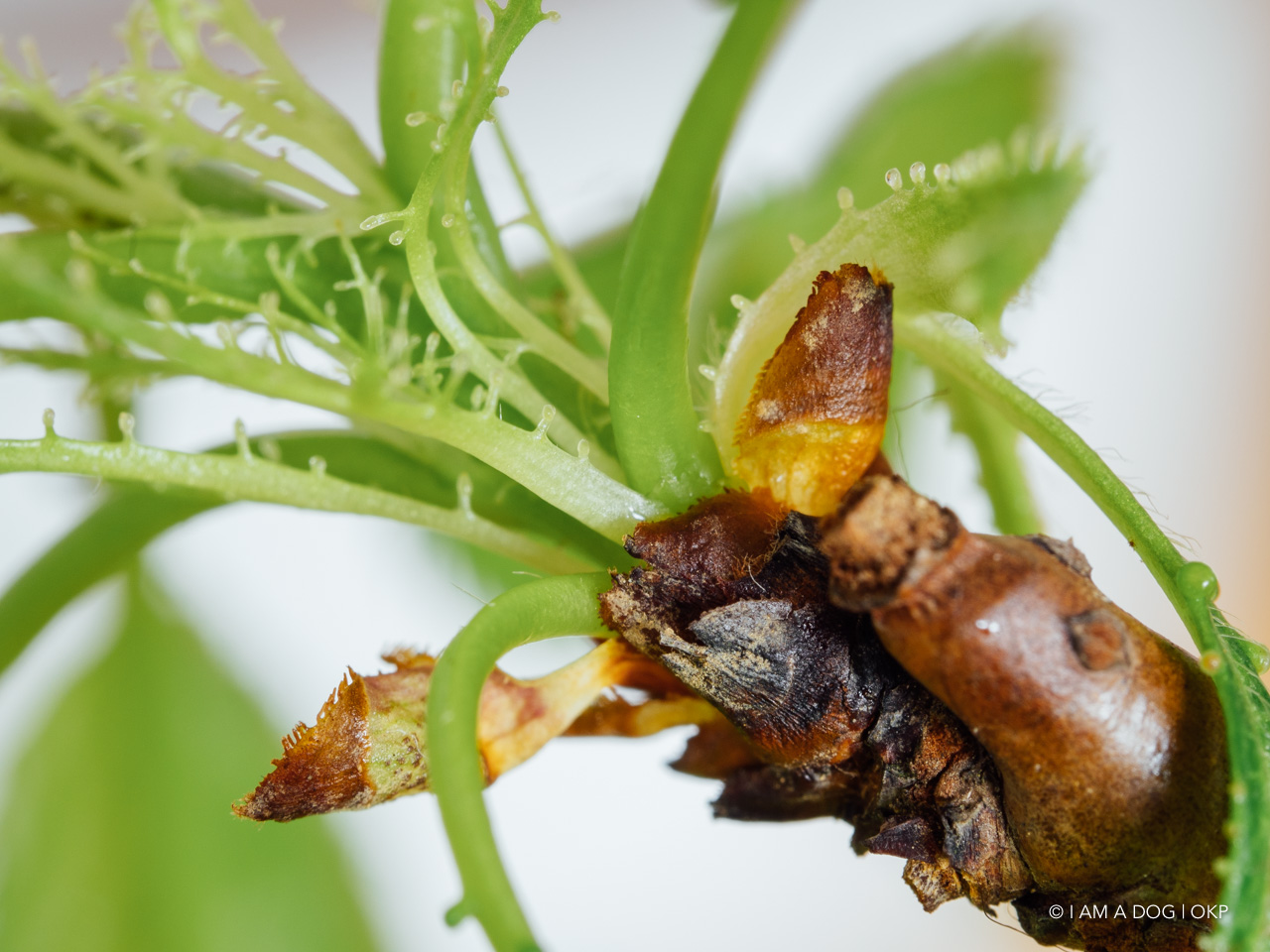 f:id:OKP:20200427174034j:plain