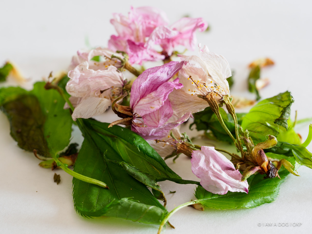 f:id:OKP:20200427174101j:plain