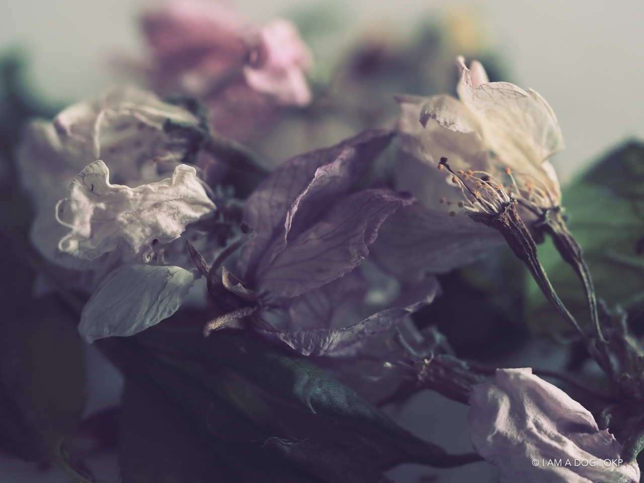 f:id:OKP:20200427174121j:plain