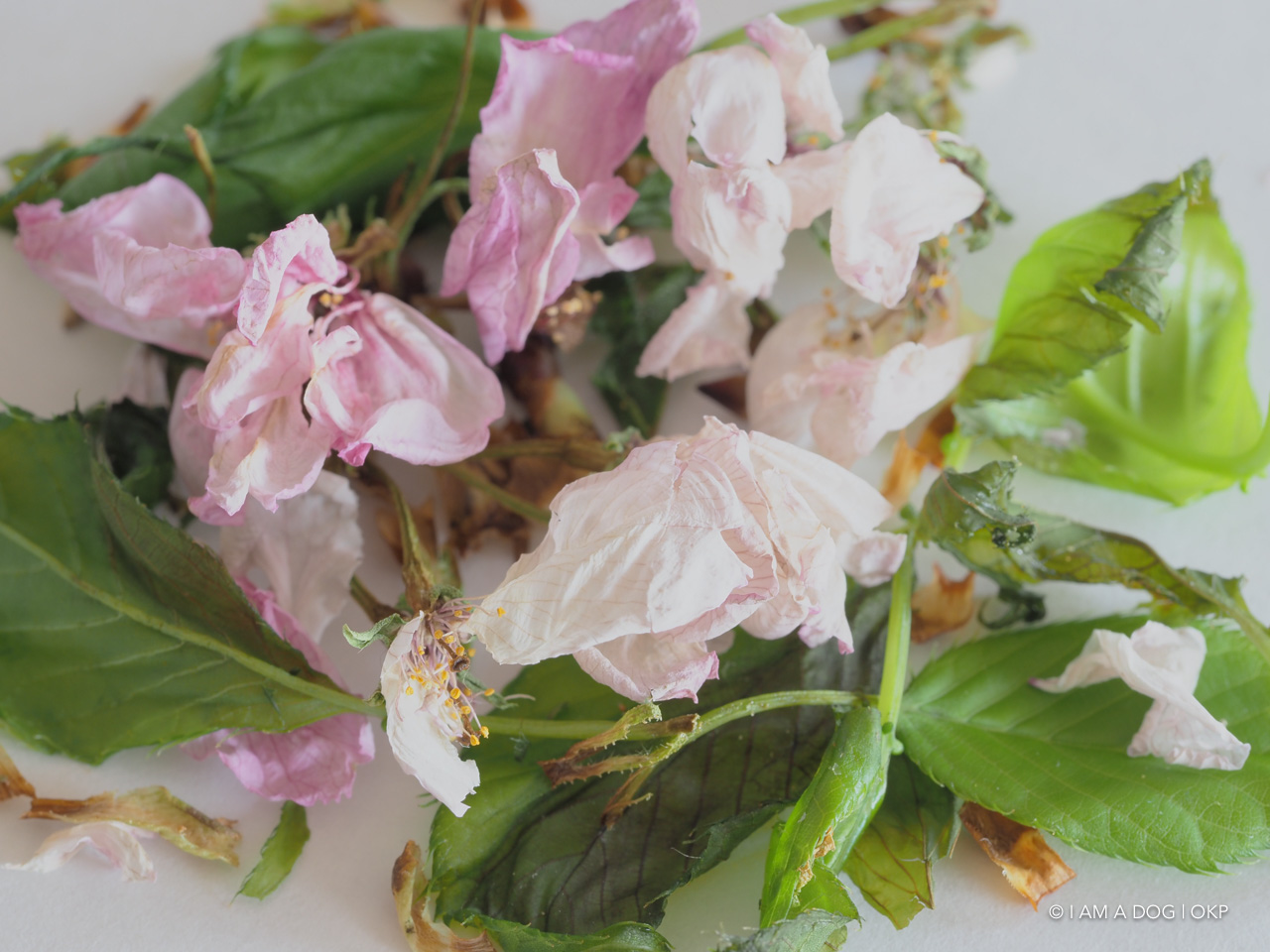 f:id:OKP:20200427174352j:plain