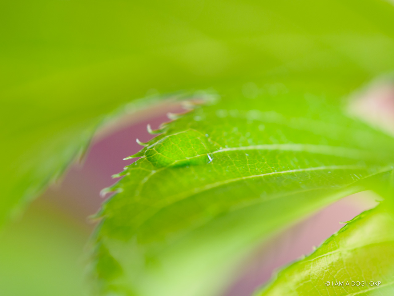 f:id:OKP:20200427174413j:plain