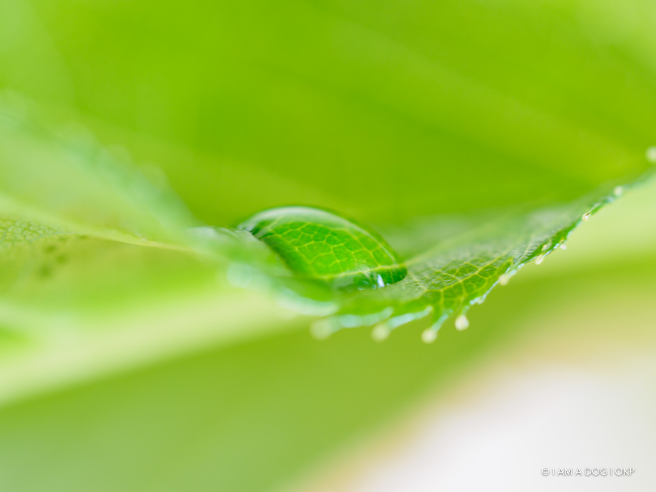 f:id:OKP:20200427174430j:plain